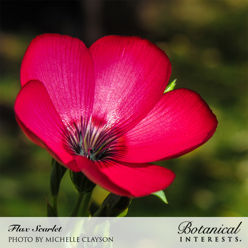 Close-up of a scarlet flax bloom, its five silky crimson petals showing fine dark veining and a black-centered throat with delicate stamens, backlit against a softly blurred green garden background; caption text reads 