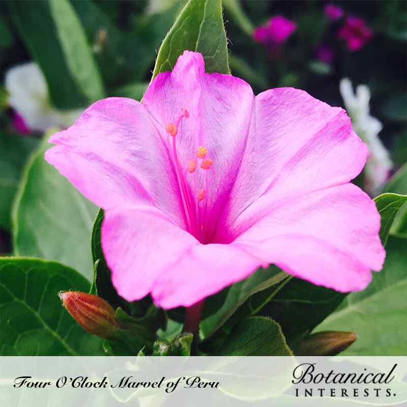 Close-up of a Four O'Clock Marvel of Peru flower with trumpet-shaped magenta-pink petals and orange stamens, surrounded by green foliage and an unopened bud, with text naming the variety and the Botanical Interests brand.