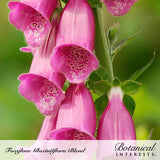 Close-up of pink foxglove flowers with dark speckled throats hanging along a green stem, with text reading 