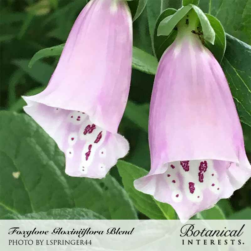 Close-up of two pale pink foxglove blooms hanging bell-like among green foliage, their throats speckled with dark maroon spots and streaks, labelled Foxglove Gloxiniiflora Blend.