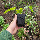Close up bird's eye view of a Epic 3” Cube Pot with a seedling being held by a person's hand left hand. 