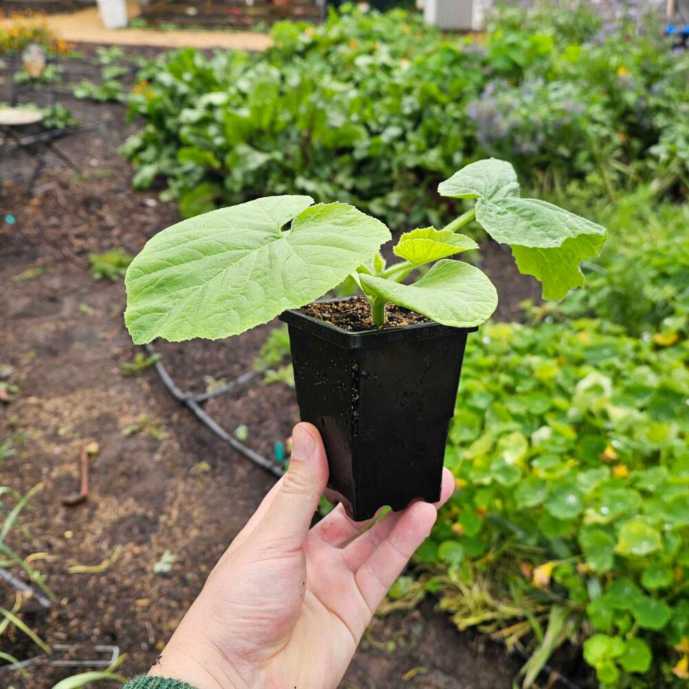 Close up of a Epic 3” Cube Pot with a seedling being held by a person's hand left hand. 