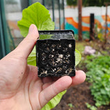 Close up of the bottom part of the Epic 3” Cube Pot with a seedling being held by a person's hand left hand. 