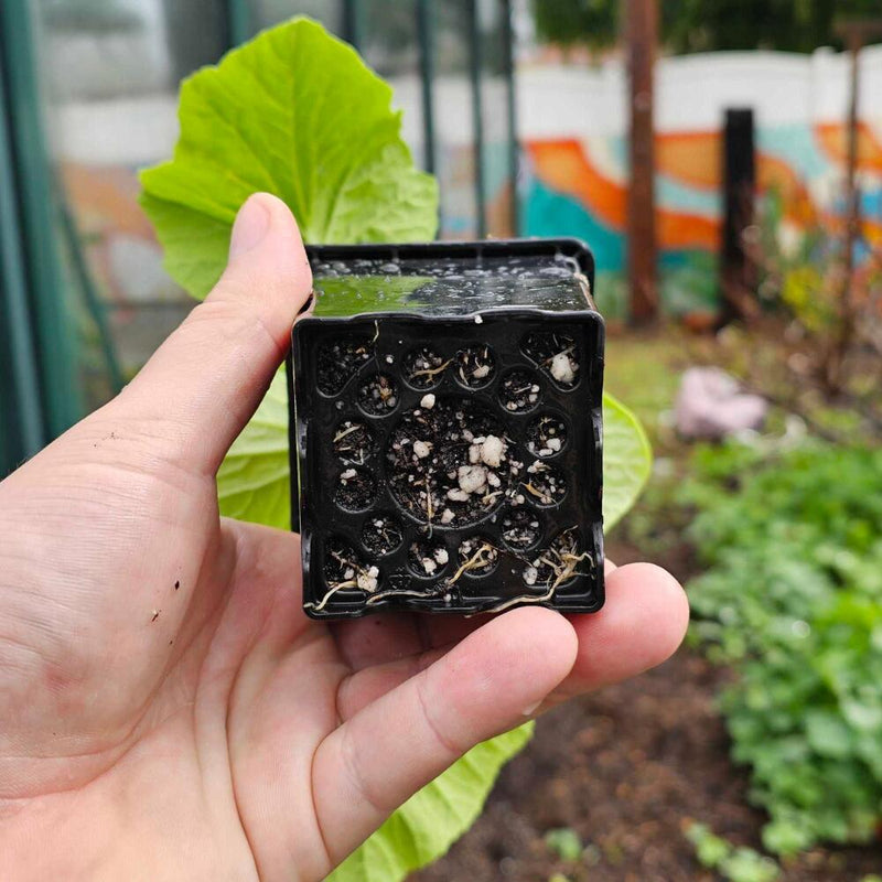 Close up of the bottom part of the Epic 3” Cube Pot with a seedling being held by a person's hand left hand. 