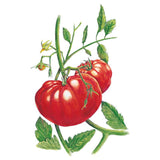 Botanical illustration of two large ribbed red beefsteak tomatoes on the vine, with a small yellow flower and green foliage against a white background.