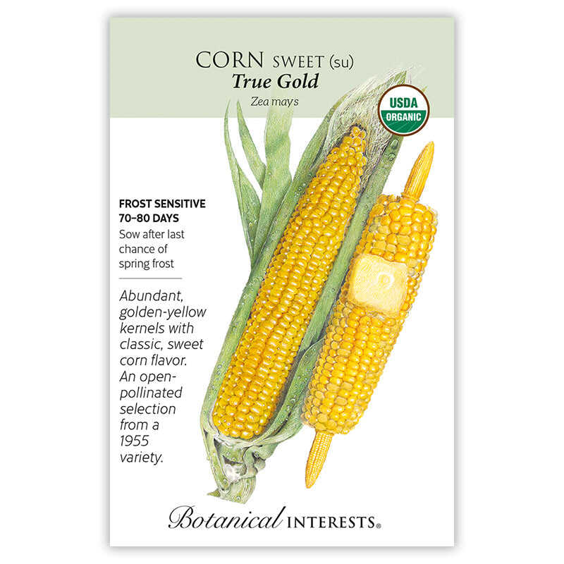 Seed packet for Botanical Interests Corn Sweet True Gold with corn illustration and growing information.