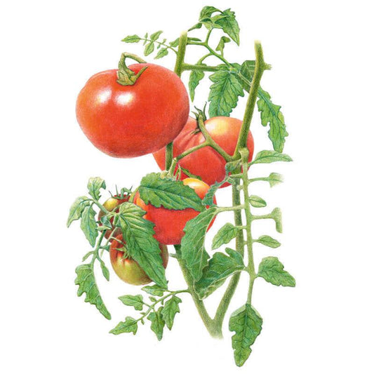 Botanical illustration of a Moskvich tomato plant with a leafy stem bearing fruit at various stages, from deep red ripe tomatoes to smaller green-and-red ones still ripening.