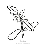 Black-and-white line drawing of a young tomato seedling, showing two smooth oval cotyledon leaves and a pair of jagged, lobed true leaves branching from a thin stem, labeled 