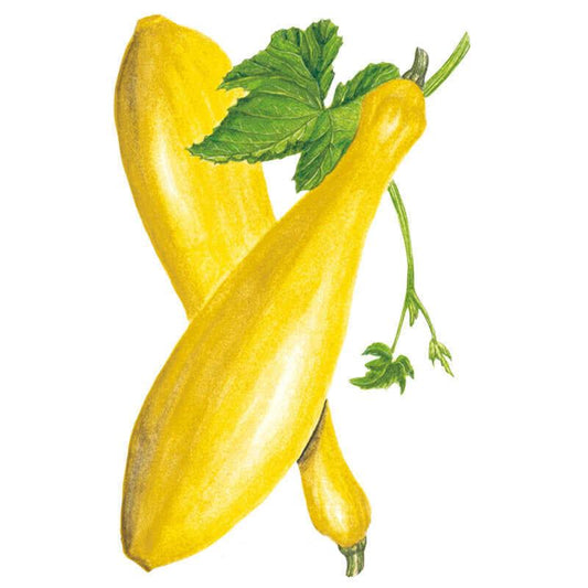 Botanical illustration of two curved yellow straightneck summer squash crossed together, with a large green leaf and trailing vine tendril, on a white background.