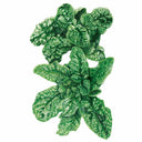 Detailed botanical illustration of a leafy dark green Bloomsdale spinach plant with savoyed leaves on a white background.