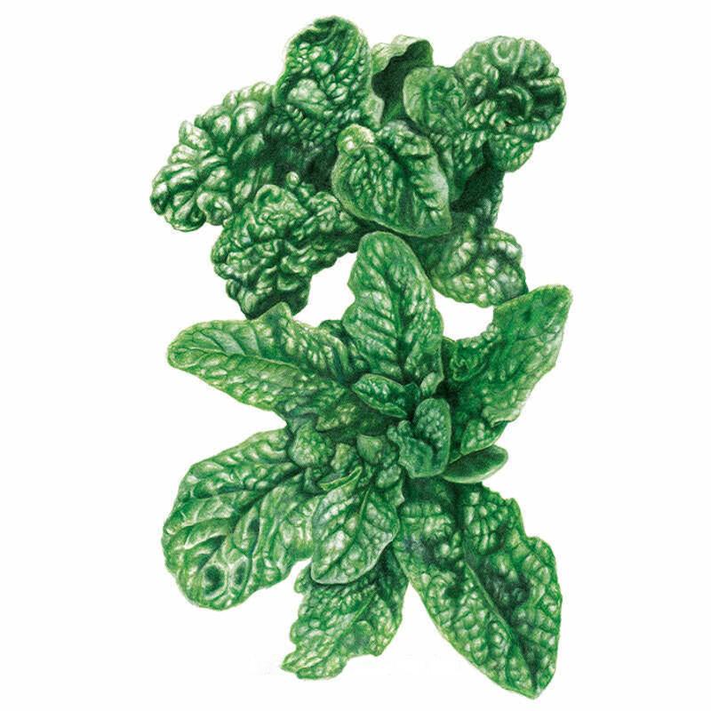 Detailed botanical illustration of a leafy dark green Bloomsdale spinach plant with savoyed leaves on a white background.