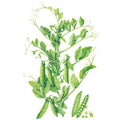 Botanical illustration of a Progress #9 shelling pea plant showing curling tendrils, small white flowers, and clusters of plump green pods, with one pod split open beside it revealing round peas inside.