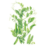 Botanical illustration of a Progress #9 shelling pea plant showing curling tendrils, small white flowers, and clusters of plump green pods, with one pod split open beside it revealing round peas inside.