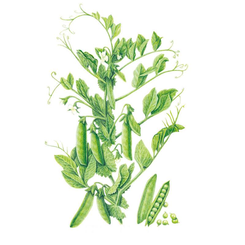 Botanical illustration of a Progress #9 shelling pea plant showing curling tendrils, small white flowers, and clusters of plump green pods, with one pod split open beside it revealing round peas inside.