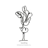 Line drawing of a young pea seedling with two rounded lower seed leaves and a pair of narrow, deeply lobed upper leaves on a thin stem, labelled 