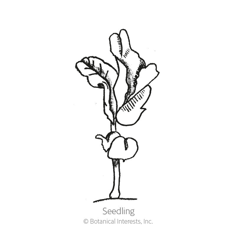 Line drawing of a young pea seedling with two rounded lower seed leaves and a pair of narrow, deeply lobed upper leaves on a thin stem, labelled 