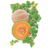Botanical illustration of Hearts of Gold cantaloupe melon showing a whole netted-rind fruit beside a halved melon revealing orange flesh and seeds, surrounded by green vine leaves and small yellow blossoms.