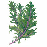 Botanical illustration of Red Russian kale showing deeply serrated, frilly blue-green leaves with vivid purple-pink veins and stem, set against a plain white background.