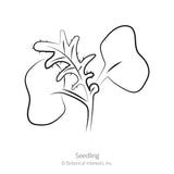 Line drawing labelled 