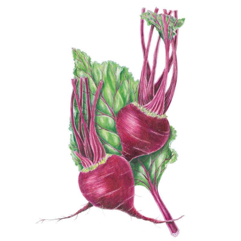Botanical illustration of two Early Wonder beets with deep magenta-red roots, crimson stems, and veined green leaves, shown against a plain white background.