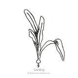 Line drawing of an Early Wonder beet seedling, showing a small rounded root with thin trailing threads and several long, slender leaves branching upward, labeled 