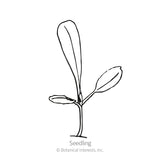 Black and white line art illustration of a young lettuce seedling with a small stem and two elongated leaves, labeled 
