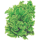 Illustrated head of Black Seeded Simpson leaf lettuce, showing tightly bunched, ruffled bright green leaves with pale ribs and crimped edges, set against a plain white background.