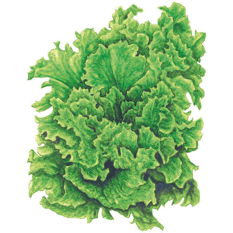 Illustrated head of Black Seeded Simpson leaf lettuce, showing tightly bunched, ruffled bright green leaves with pale ribs and crimped edges, set against a plain white background.