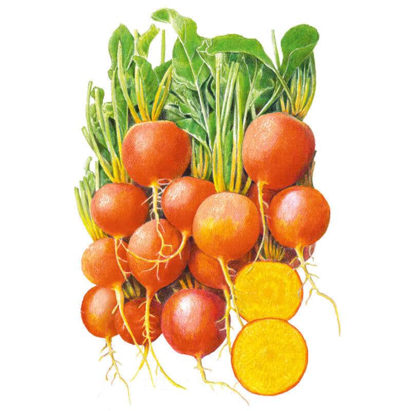 Illustration of Touchstone Gold beet, a bunch of round orange-skinned roots with leafy green tops, one beet sliced in half to reveal golden-yellow flesh with concentric rings.
