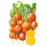 Illustration of Touchstone Gold beet, a bunch of round orange-skinned roots with leafy green tops, one beet sliced in half to reveal golden-yellow flesh with concentric rings.