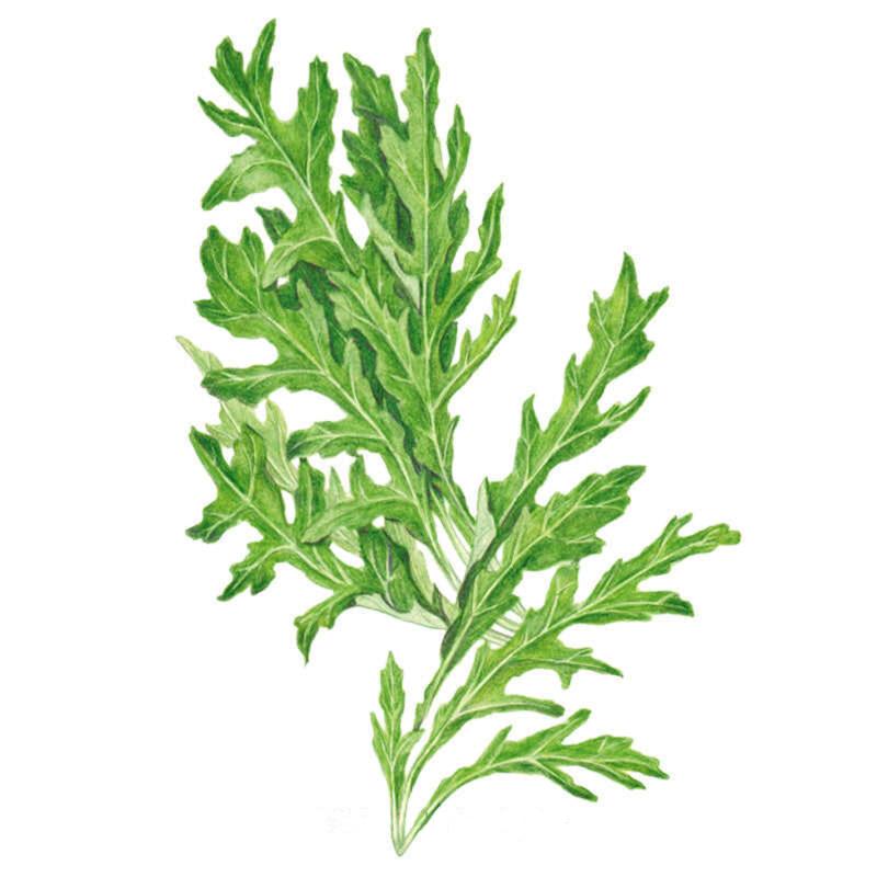 Botanical illustration of Rocky wild rocket arugula, showing deeply serrated, feathery green leaves branching from a central stem, set against a plain white background.