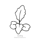 Line drawing of an arugula seedling with two rounded cotyledon leaves and one elongated, wavy-edged true leaf rising from a slender stem, labeled 