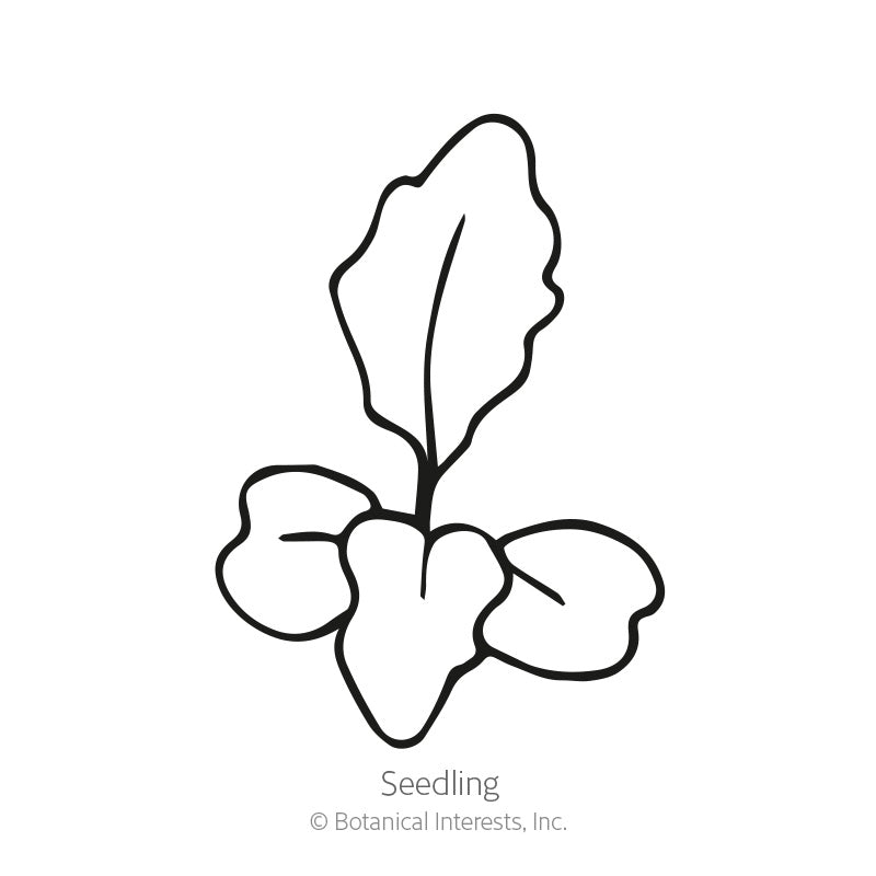 Line drawing of an arugula seedling with two rounded cotyledon leaves and one elongated, wavy-edged true leaf rising from a slender stem, labeled 