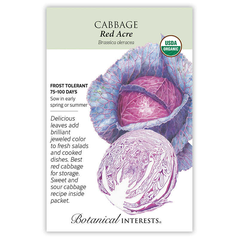 Seed packet for organic Red Acre Cabbage featuring an illustration of a whole purple-veined blue-green head and a cross-section showing deep red-purple layers, with text noting frost tolerance, 75-100 day maturity, and spring or summer sowing.