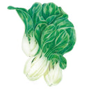 Botanical illustration of baby choi bok choy showing several heads with smooth white stalks and glossy dark green, veined leaves clustered together on a plain white background.