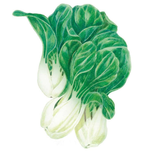 Botanical illustration of baby choi bok choy showing several heads with smooth white stalks and glossy dark green, veined leaves clustered together on a plain white background.