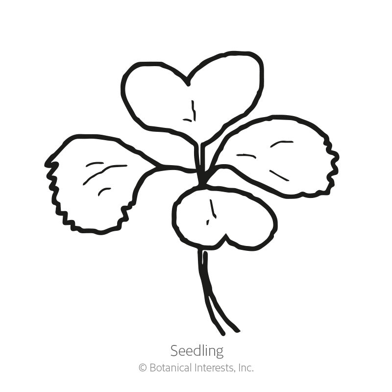 Line drawing of a bok choy seedling, showing a slender stem topped with four rounded, smooth-edged seed leaves, labelled 
