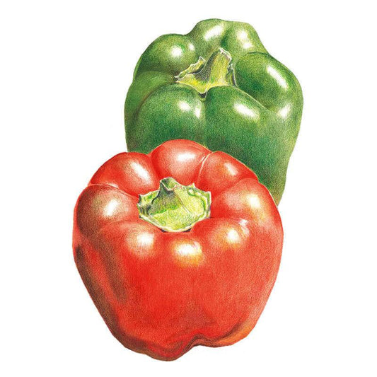Detailed illustration of two glossy bell peppers, one ripe red and one unripe green, each with a curled stem, shown against a plain white background.