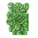 Botanical illustration of tatsoi bok choy showing a dense rosette of glossy, deeply crinkled dark green leaves with pale yellow-green veins radiating from a tight central cluster.