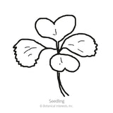 Line drawing labeled 