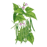 Botanical illustration of a bush bean plant showing clusters of slender green pods hanging beneath heart-shaped leaves, with pale pink-purple flowers blooming among the foliage above.