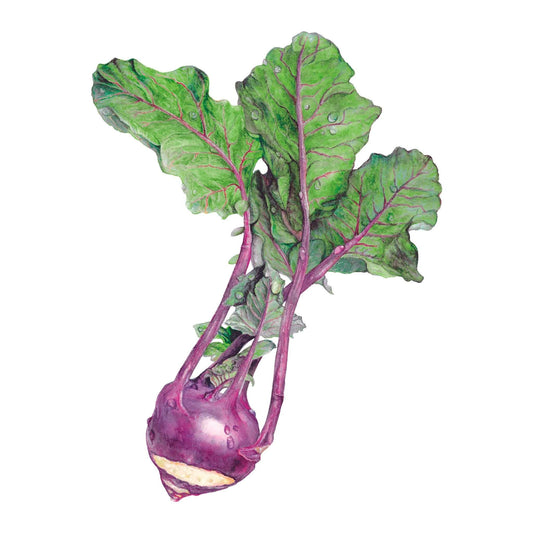 Botanical illustration of Purple Vienna kohlrabi showing a bulbous purple-skinned root with a pale cut cross-section, topped by tall magenta-veined stems and broad crinkled green leaves dotted with water droplets.