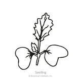 Line drawing of a young seedling with two rounded cotyledon leaves and a single true leaf with wavy, veined edges, labeled 