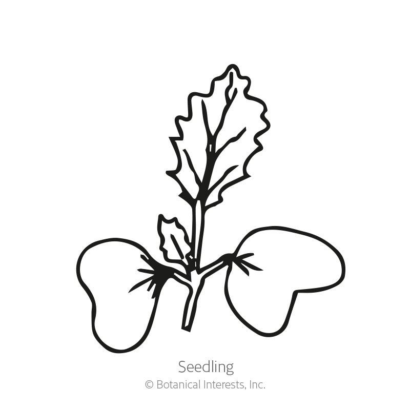 Line drawing of a young seedling with two rounded cotyledon leaves and a single true leaf with wavy, veined edges, labeled 