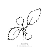 Simple black-and-white line drawing of a young seedling with two rounded cotyledon leaves and jagged true leaves, labeled 