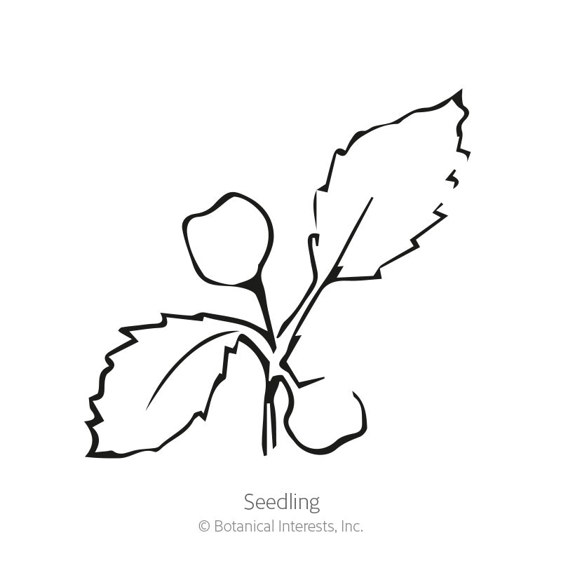 Simple black-and-white line drawing of a young seedling with two rounded cotyledon leaves and jagged true leaves, labeled 