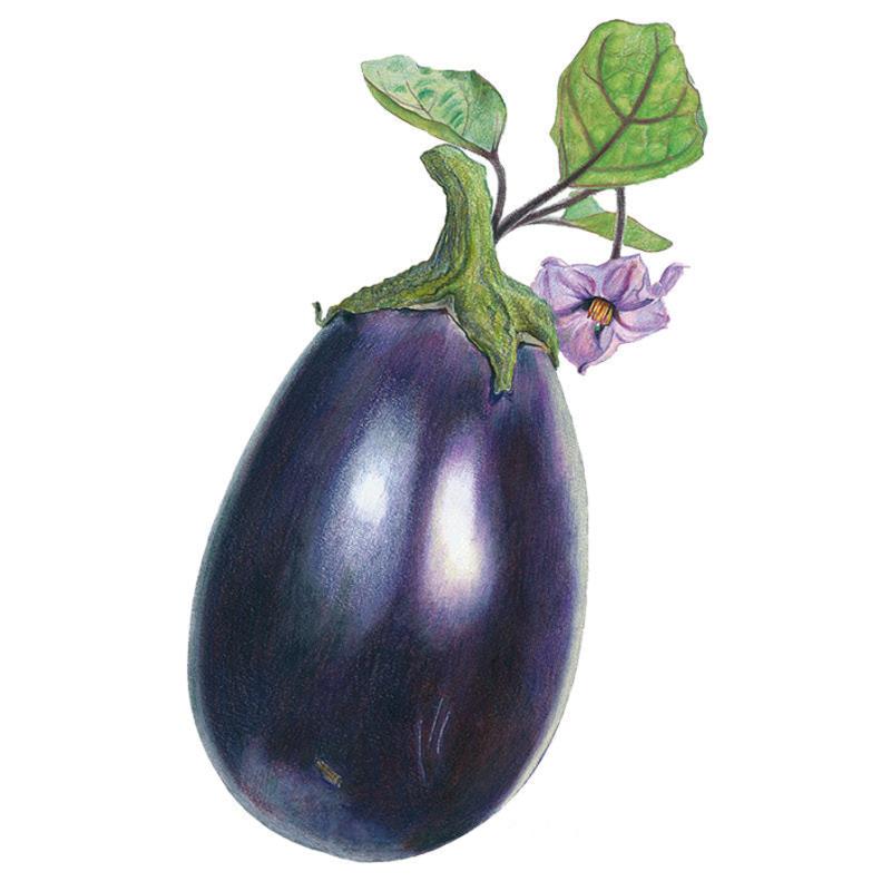 Botanical illustration of a Black Beauty eggplant, showing its glossy deep-purple fruit with a green calyx, attached leaves, and a single pale purple flower with a yellow center.