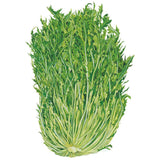 Illustration of a mizuna mustard plant showing a dense clump of deeply serrated, feathery green leaves on pale slender stalks converging at a white base, set against a plain white background.