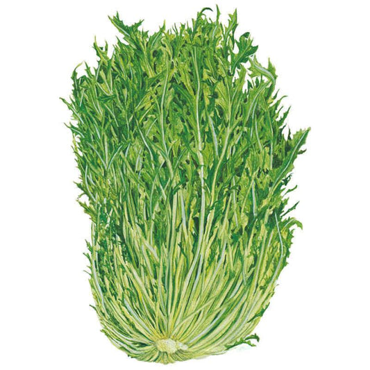 Illustration of a mizuna mustard plant showing a dense clump of deeply serrated, feathery green leaves on pale slender stalks converging at a white base, set against a plain white background.