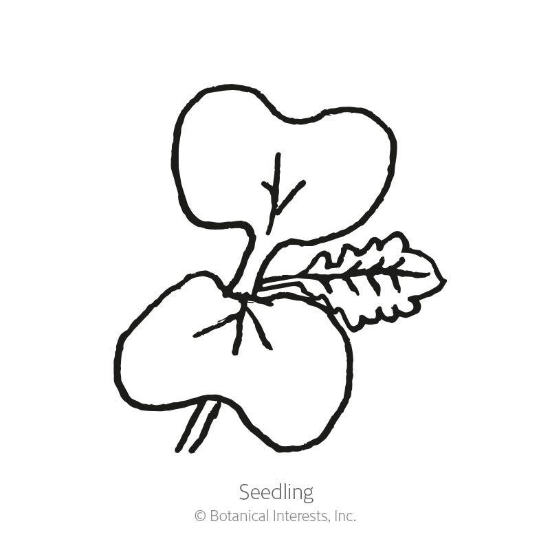 Line drawing of a mizuna mustard seedling showing two rounded cotyledon leaves and one emerging jagged true leaf, labeled "Seedling."